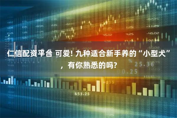 仁信配资平台 可爱! 九种适合新手养的“小型犬”，有你熟悉的吗?